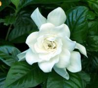 白色的山茶花代表什么,白色山茶花的花语图片